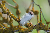 Image. Eurasian Tree Sparrow