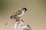 Image. Eurasian Tree Sparrow
