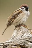 Image. Eurasian Tree Sparrow