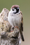 Image. Eurasian Tree Sparrow