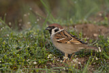 Image. Eurasian Tree Sparrow