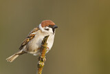 Image. Eurasian Tree Sparrow