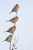 Image. Eurasian Tree Sparrow