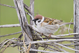 Image. Eurasian Tree Sparrow