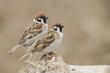Image. Eurasian Tree Sparrow