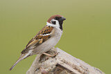 Image. Eurasian Tree Sparrow