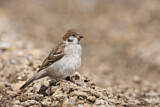 Image. Eurasian Tree Sparrow