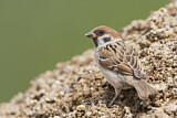 Image. Eurasian Tree Sparrow