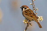 Image. Eurasian Tree Sparrow