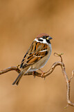 Image. Eurasian Tree Sparrow