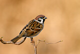 Image. Eurasian Tree Sparrow