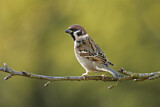 Image. Eurasian Tree Sparrow