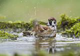 Image. Eurasian Tree Sparrow