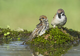 Image. Eurasian Tree Sparrow