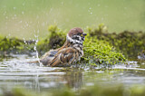 Image. Eurasian Tree Sparrow