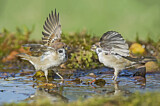 Image. Eurasian Tree Sparrow