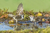Image. Eurasian Tree Sparrow