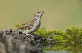 Image. Eurasian Tree Sparrow