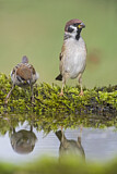 Image. Eurasian Tree Sparrow
