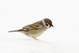 Image. Eurasian Tree Sparrow