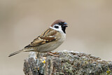 Image. Eurasian Tree Sparrow