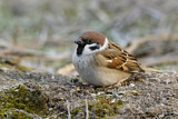 Image. Eurasian Tree Sparrow