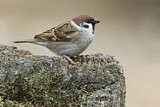Image. Eurasian Tree Sparrow