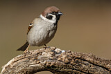 Image. Eurasian Tree Sparrow