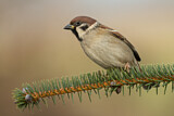 Image. Eurasian Tree Sparrow
