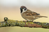 Image. Eurasian Tree Sparrow