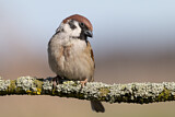 Image. Eurasian Tree Sparrow