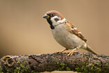 Image. Eurasian Tree Sparrow