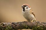 Image. Eurasian Tree Sparrow