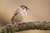 Image. Eurasian Tree Sparrow