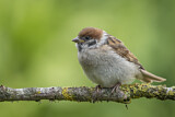 Image. Eurasian Tree Sparrow