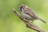 Image. Eurasian Tree Sparrow
