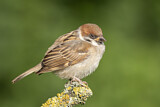 Image. Eurasian Tree Sparrow