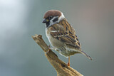 Image. Eurasian Tree Sparrow