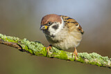 Image. Eurasian Tree Sparrow