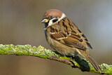 Image. Eurasian Tree Sparrow