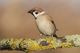 Image. Eurasian Tree Sparrow