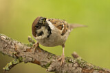 Image. Eurasian Tree Sparrow