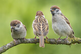 Image. Eurasian Tree Sparrow