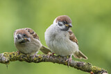 Image. Eurasian Tree Sparrow