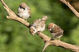 Image. Eurasian Tree Sparrow