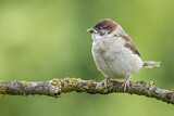 Image. Eurasian Tree Sparrow