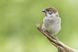 Image. Eurasian Tree Sparrow
