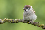 Image. Eurasian Tree Sparrow