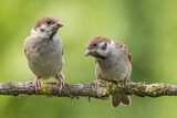 Image. Eurasian Tree Sparrow