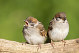 Image. Eurasian Tree Sparrow